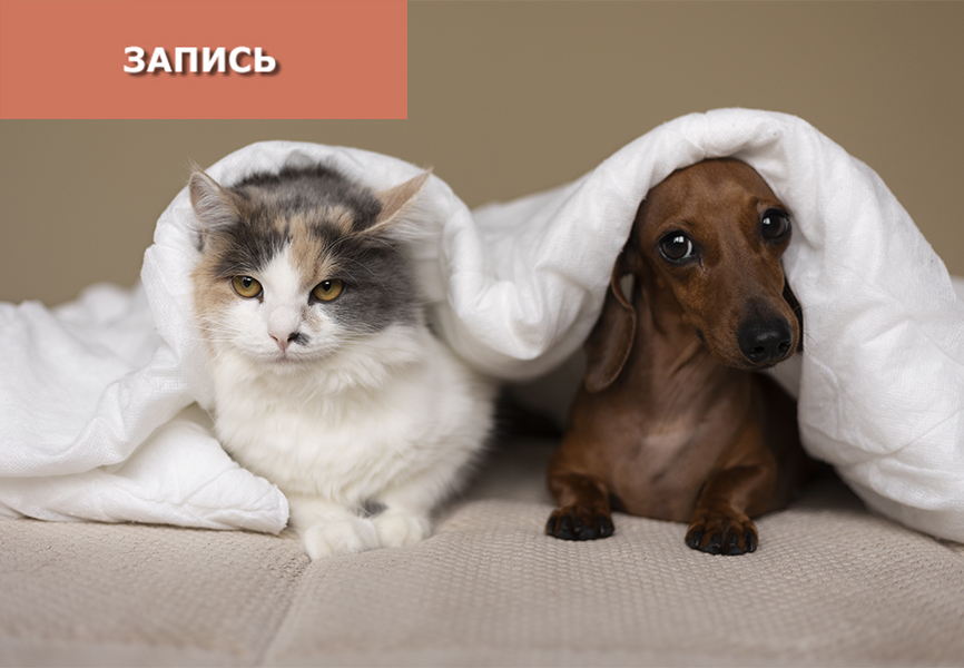 Лечение домашних животных методами ТКМ Лечение домашних животных методами ТКМ